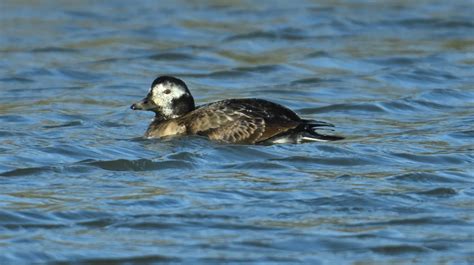 Long Tailed Duck By Roger Hackney Birdguides