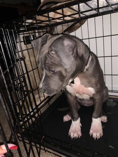 Originally bred to bait bulls, the breed evolved into. American Pit Bull Terrier Puppies For Sale | Virginia Beach, VA #318726