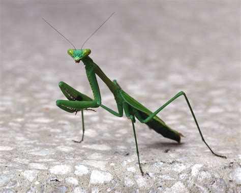 The common name refers to the way they hold their front legs, which makes them look like they are praying. BA6:Specialism