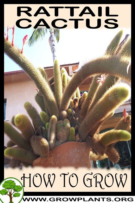 Mine made me fall in love with proplifting because it was so easy. Rat tail cactus - How to grow & care