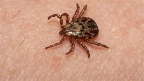 Tick Alert Plan Ahead To Reduce Risk Of Unhealthy Encounter