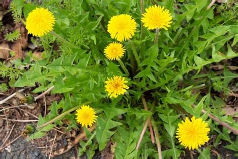 How To Get Rid Of Dandelion In Lawns And Garden Yates Australia
