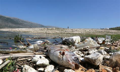 Tonnes Of Dead Fish Wash Up On Shore Of Polluted Lake In Lebanon