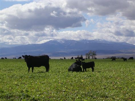 Montana Cattle Ranches For Sale Live Water Properties Cattle Ranches