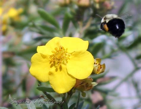 Check spelling or type a new query. Bumble Bee by brigittevoigtlander - ViewBug.com