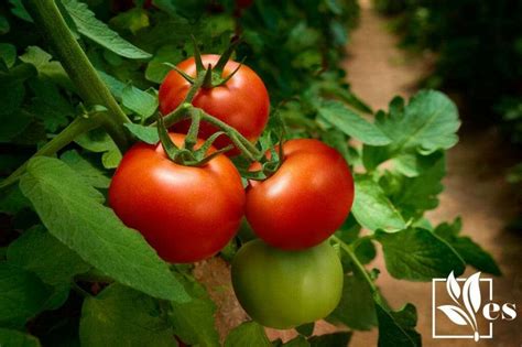 Bush Goliath Tomato How To Grow Large And Tasty Tomatoes At Home