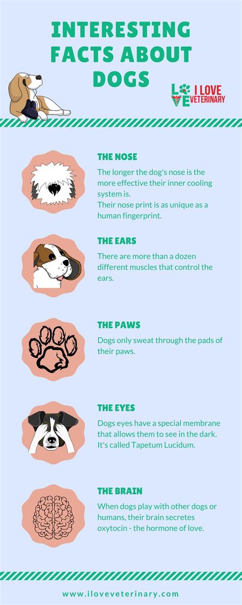Interesting Facts About Dogs I Love Veterinary Dog Facts Dog Care