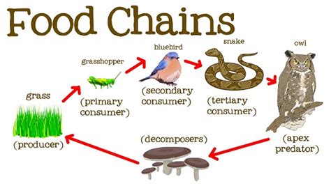 This comprises a number of several interconnected food chains form a food web. What is Food Chain?- Definition, Examples & Types - Eschool