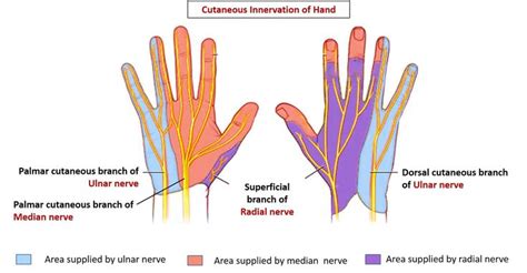 Ulnar Nerve Innervates Pinky Median Nerve Radial Nerve Ulnar Nerve