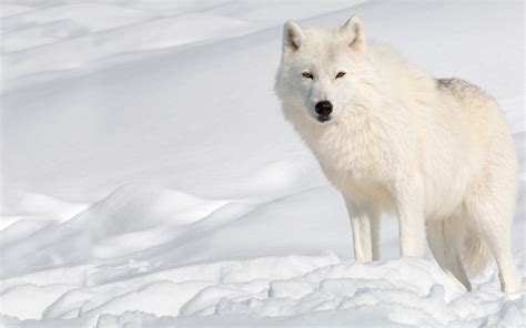 Photos Wolves White Winter Snow Animals 3840x2400