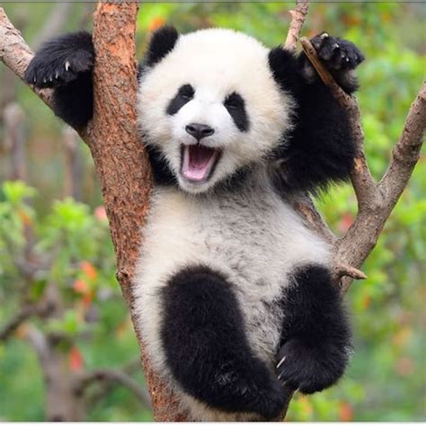 Pin De QuΣΣΠ En Cute Imagenes De Osos Panda Panda Lindo Osos Pandas