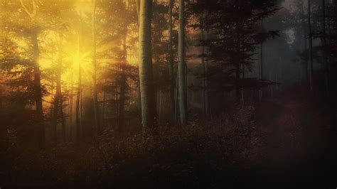 Nature Landscape Mist Daylight Forest Shrubs Sun Rays Path Sunrise