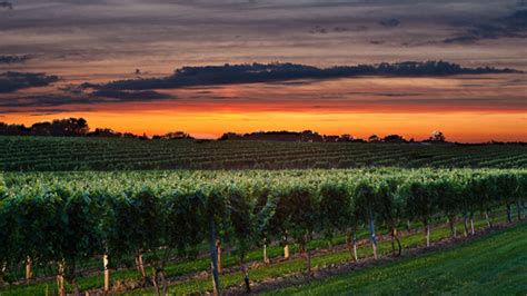 10 Vineyards Pouring The Best Of The Hamptons And North Fork