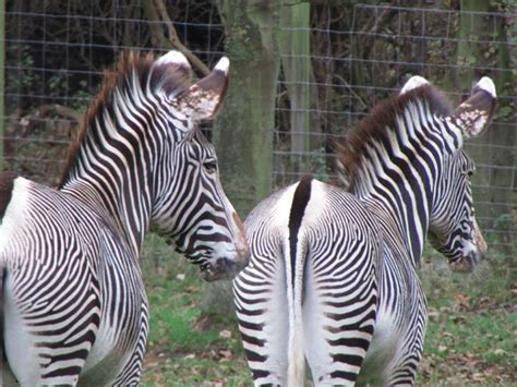 Edinburgh Zoo | Edinburgh zoo, Zoo, Animals