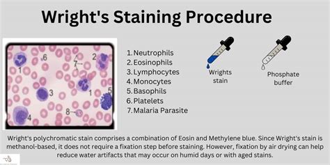 Wrights Stain Procedure Principle And Results