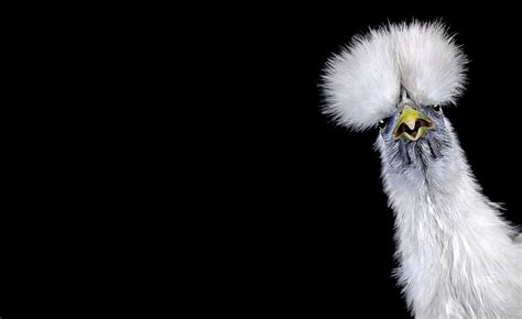 Chickens Strut On The Runway By Ernest Goh In His Unique Style