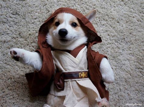 The 60 Best Star Wars Dog Names In The Galaxy