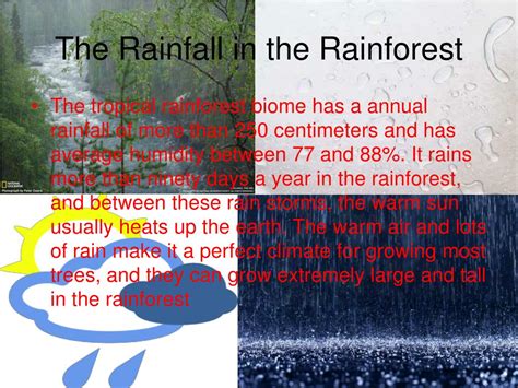 Ppt The Rain Forest Powerpoint Presentation Free Download Id3277017