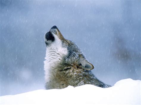 Wallpaper Animals Sky Snow Winter Wildlife Wolf Fur Arctic