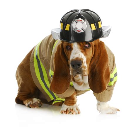 The fire fighter dog halloween costume features a black pet jacket with yellow detail and a cute hat that secures beneath the chin. Important Tips for National Pet Fire Safety Day | Texas ...