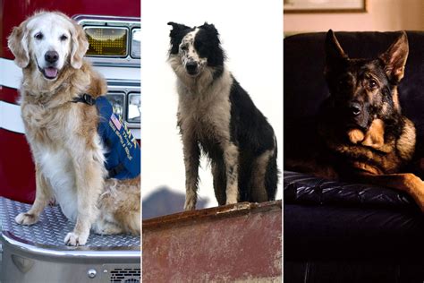 Rescue dogs of 9/11: The drama’s unsung heroes