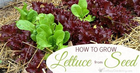 How to pronounce lettuce in english with british accent. Planting Lettuce Seeds & Tips For Growing Lettuce From ...