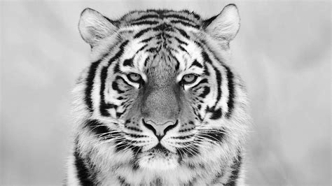 Tiger Black And White Wallpapers Top Free Tiger Black And White