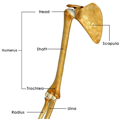 What Is The Acromion Process With Pictures