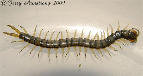 We did not find results for: Florida Blue Centipede - Hemiscolopendra marginata ...
