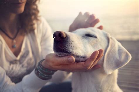 Maybe you would like to learn more about one of these? USAA Pet Insurance Review 2020 | Ratings, Cost, Coverage & Benefits