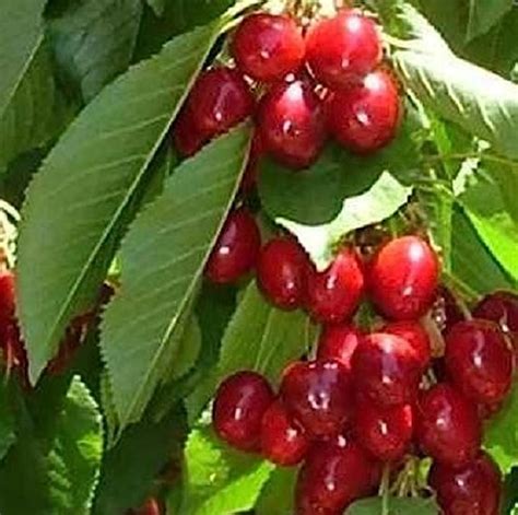 Prunus Stella Cherry Fruit Tree 4 5ft Supplied In A 75 Litre Pot