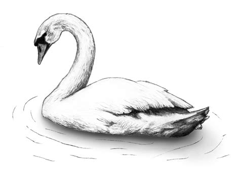 Swan Illustration Swan Drawing Swans Art Swan Painting