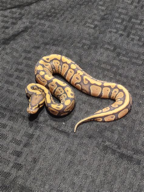 Pastel Orange Ghost Ball Python By Ragnarok Reptiles Llc Morphmarket