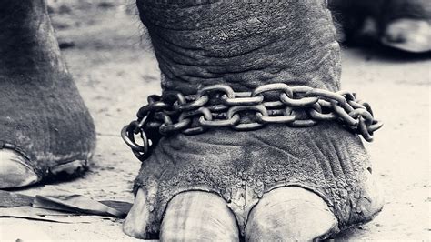 Petition · WWF: Animal Cruelty at Zoos & Circuses · Change.org