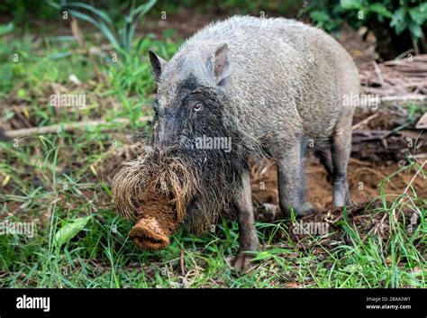 Bornean Bearded Pig Sus Barbatus Bako National Park Kuching