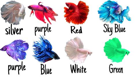 Colors Of Betta Fish Youtube