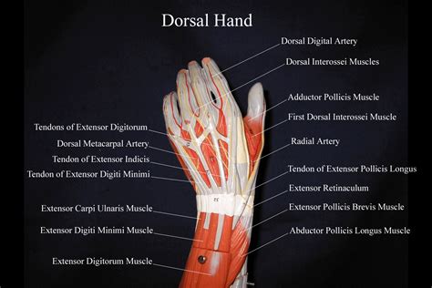 Muscles Of Dorsum Of Hand