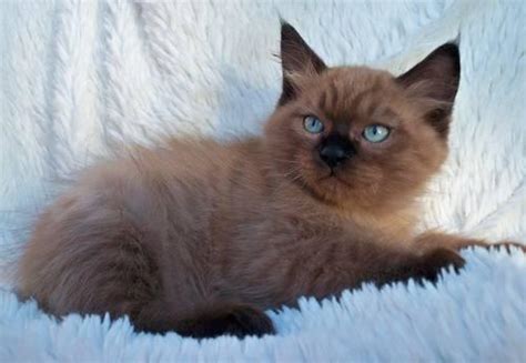 Look at pictures of laperm laperm kittens and cats. Seal Mink Ragdoll Kitten w/ Amazing Aqua eyes! Purebred ...