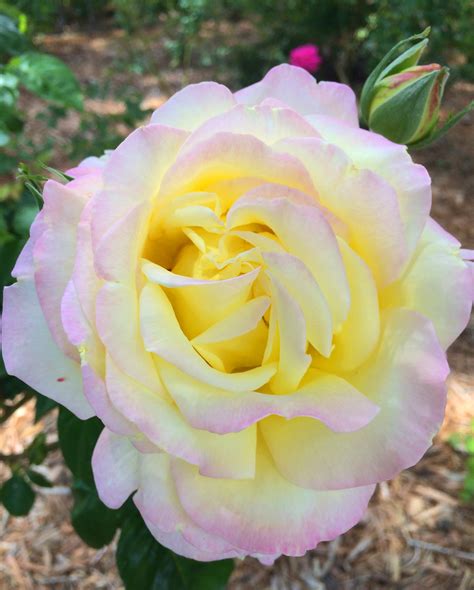 Free Photo Tea Rose Blooming Flower Fragrance Free Download Jooinn