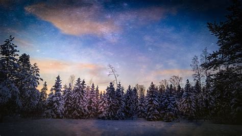 Free Picture Winter Forest Evening Snowy Blue Sky Wilderness