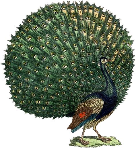 Fabulous Free Public Domain Peacock Image! - The Graphics Fairy