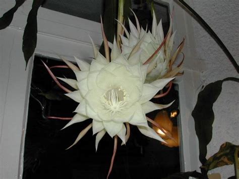 Pubblicato il 21/10/2016 da marco alberti in piante grasse, fiori. Lingua di suocera - Epiphyllum - Epiphyllum - Piante ...