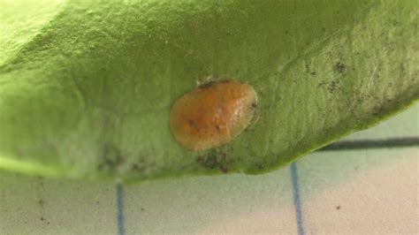 Soft Brown Scale Pests Bayer Crop Science