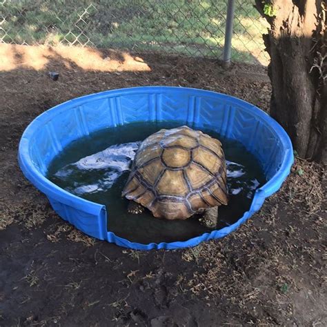 Kiddie Pool Tortoise Soaking Tub Idea Outdoor Tortoise Enclosure