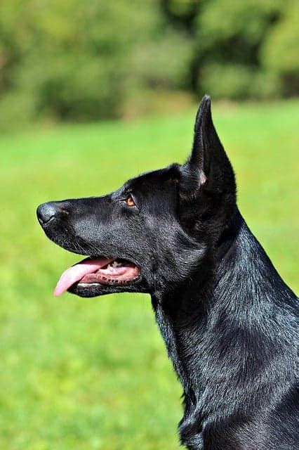 Black German Shepherd Temperament And Other Facts