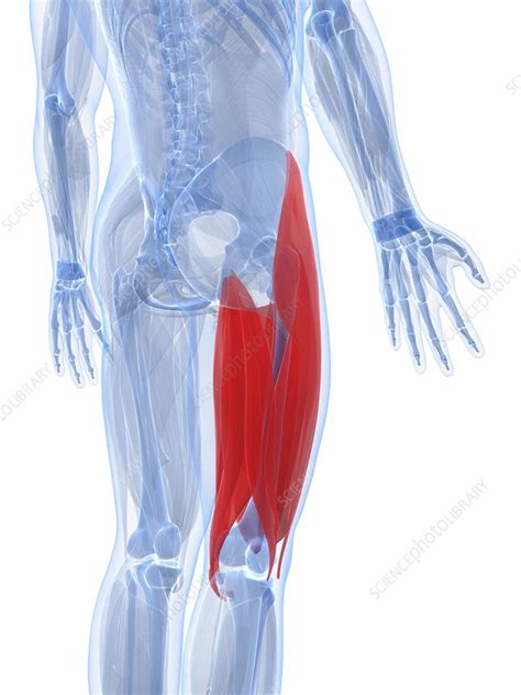 Thigh Muscles Artwork Stock Image F0050667 Science Photo Library