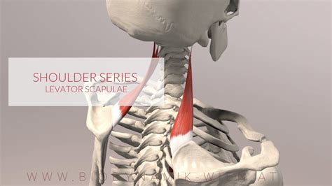 Levator Scapulae Shoulder Series Part 3 3d Animation Youtube