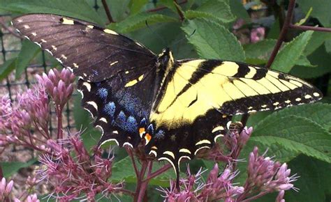 Tiger Swallowtail Gynandromorp Richard Cu Moth Vs Butterfly