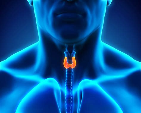 Thyroid Gland Facts Function Diseases Live Science
