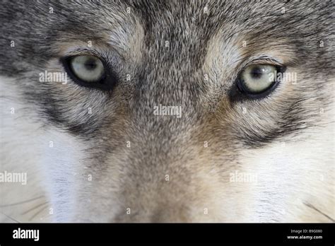 Eastern Timber Wolf Canis Lupus Lycaon Close Up Stock Photo Alamy